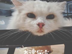 -瞄一喵猫咖(格力海岸店)