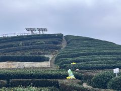 -龙坞茶村