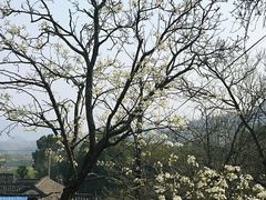 -桑洲油菜花景区