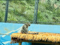 -青藏高原野生动物园