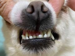 -宠颐生猫科·内科皮肤科(西平世纪城店)