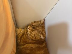 -贝康宠物医院·犬猫全科·小动物特色诊疗中心(东环路店)