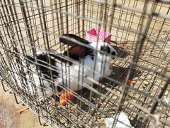 -前小桔亲子创意农场·草莓采摘·露营烧烤