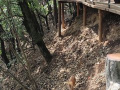 -栾川竹海野生动物园