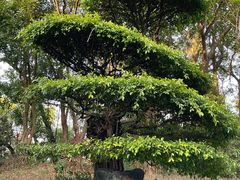 -深圳国际园林花卉博览园