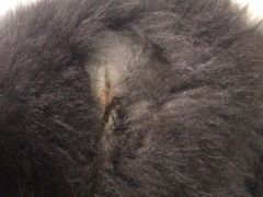 -瑞派雷欧宠物医院·中兽医·眼科·急重症转诊中心(黄台店)