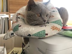 -灵美宠物诊所