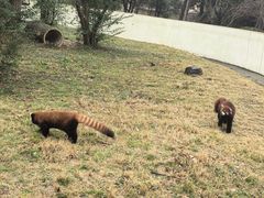 -合肥野生动物园