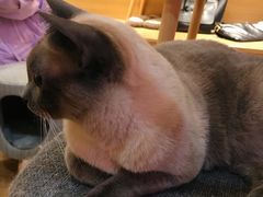 -滚猫咖啡·猫咖·猫友好撸猫(未来城店)