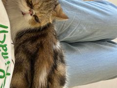 -平行世界·猫咖(首经贸店)