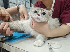-伟伟宠物医院·CT影像中心·瑞派犬猫综合性门诊(汉口总院)