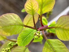 -玉林烤鸭店(小西天店)