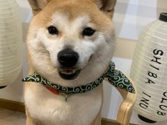 -柴迷FANS CLUB·柴犬狗咖·猫咖