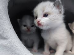 -安安宠医·安宠宠物医院