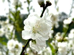 -西湖公园(鼓楼区)