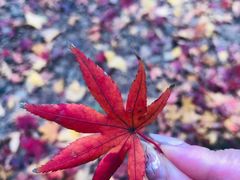 -秋霞圃