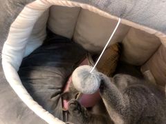 -伟伟宠物医院·CT影像中心·瑞派犬猫综合性门诊(汉口总院)