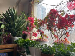 -云之南(八里庄店)