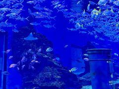 -海合安武汉极地海洋公园