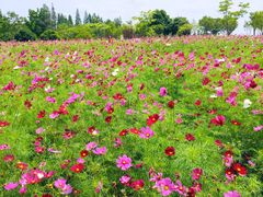 -歌斐颂巧克力小镇