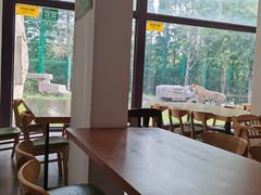 -上海野生动物园老虎餐厅