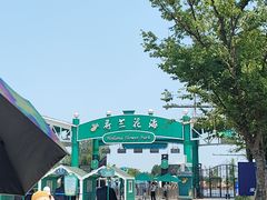 -荷兰花海