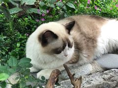 -喵屿·大理花园猫咖