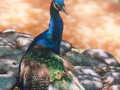 -青藏高原野生动物园