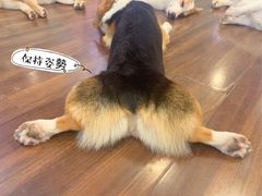 -柯斗斗主题餐厅·狗咖·围炉煮茶·茶饮(国瑞升平里店)