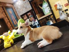 -more than meow吴止猫主题餐厅(承德 中船汇店)