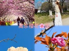 -高东镇樱花园