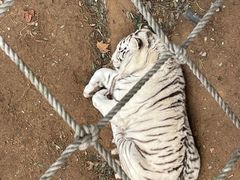 -西霞口神雕山野生动物世界