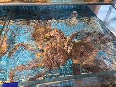 -韩记海鲜饺子旗舰店(红海新区店)
