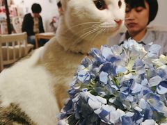 -海边的猫和咖啡馆