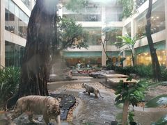 -白虎自助餐厅·真老虎·景观自助餐厅(广州长隆酒店)