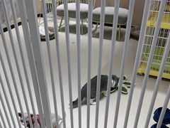 -藏猫猫咖啡主题馆(中央大道店)