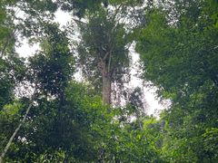 -西双版纳原始森林公园