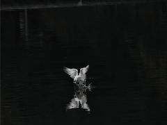 -重庆彩云湖湿地公园