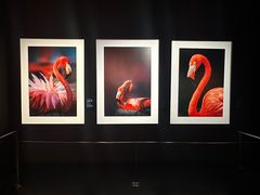 -罗红摄影艺术馆