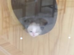 -鼓捣猫呢主题猫咖店