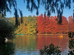 -上海海湾国家森林公园