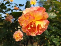 -人民公园(罗湖区)