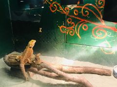 -上海大自然野生昆虫馆(东方明珠·爬宠昆虫探索中心)