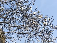 -扬州大运河文化旅游度假区·盆景园