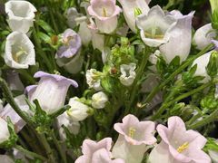 -霖公馆SPA·足道(普善路店)