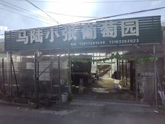 -马陆小张葡萄园农家乐