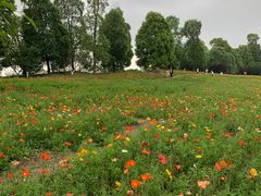 -秀丽东方