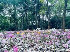 -杭州植物园