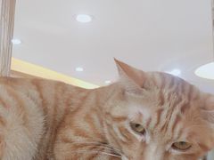 -滚猫咖啡·猫咖·猫友好撸猫(未来城店)