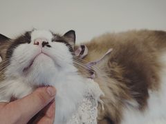 -怪兽屋·羊驼·猫咖·狗咖(俊华广场店)